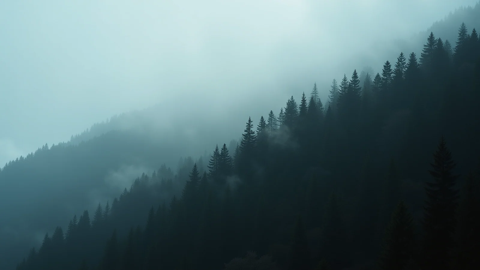 A dense conifer forest on a steep mountainside in low cloud, with no roads or clearings.